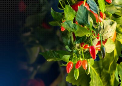 Greeny Garden – Ettlingen Bauen Sie Ihr Gemüse selbst an – auf winzigem Raum