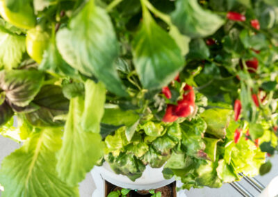 Greeny Garden – Ettlingen Bauen Sie Ihr Gemüse selbst an – auf winzigem Raum