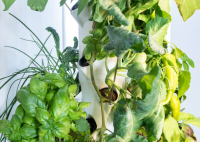 Greeny Garden – Ettlingen Bauen Sie Ihr Gemüse selbst an – auf winzigem Raum