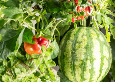 Greeny Garden – Ettlingen Bauen Sie Ihr Gemüse selbst an – auf winzigem Raum