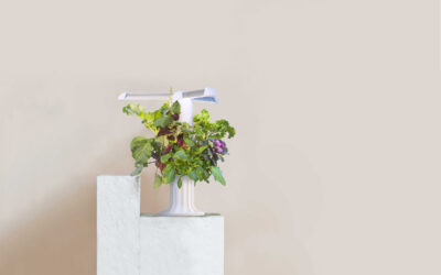 Greeny Garden – Ettlingen Bauen Sie Ihr Gemüse selbst an – auf winzigem Raum