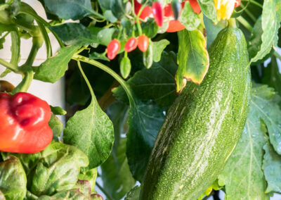 Greeny Garden – Ettlingen Bauen Sie Ihr Gemüse selbst an – auf winzigem Raum