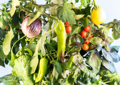 Greeny Garden – Ettlingen Bauen Sie Ihr Gemüse selbst an – auf winzigem Raum