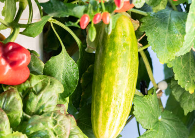 Greeny Garden – Ettlingen Bauen Sie Ihr Gemüse selbst an – auf winzigem Raum