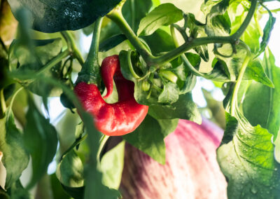 Bauen Sie Ihr Gemüse selbst an – auf winzigem Raum Greeny Garden – Ettlingen