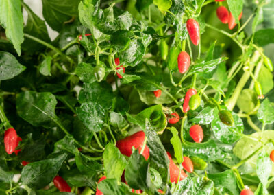 Bauen Sie Ihr Gemüse selbst an – auf winzigem Raum Greeny Garden – Ettlingen