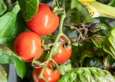Bauen Sie Ihr Gemüse selbst an – auf winzigem Raum Greeny Garden – Ettlingen
