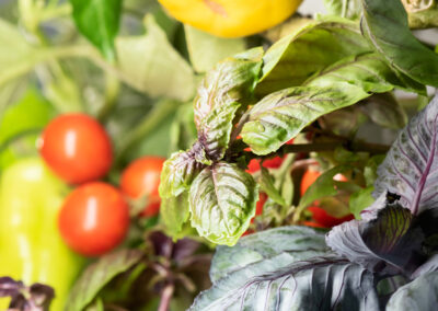 Bauen Sie Ihr Gemüse selbst an – auf winzigem Raum Greeny Garden – Ettlingen