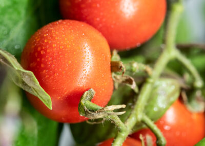 Bauen Sie Ihr Gemüse selbst an – auf winzigem Raum Greeny Garden – Ettlingen