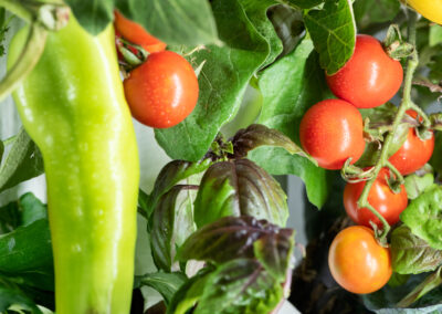 Bauen Sie Ihr Gemüse selbst an – auf winzigem Raum Greeny Garden – Ettlingen