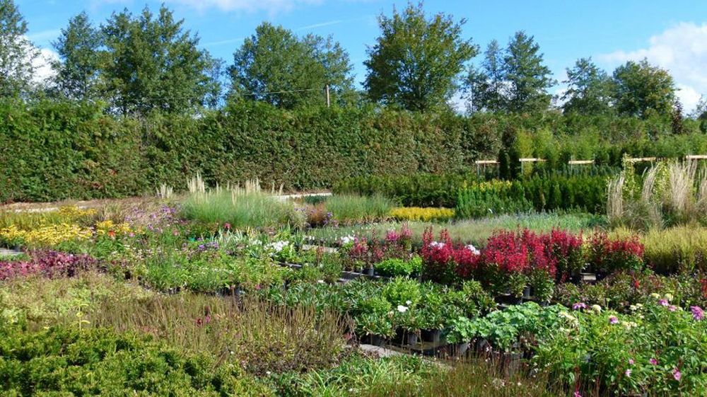 Pflanzen Oase Jansen – Karlsbad-Langensteinbach 5 Baumschule und Rhododendronpark