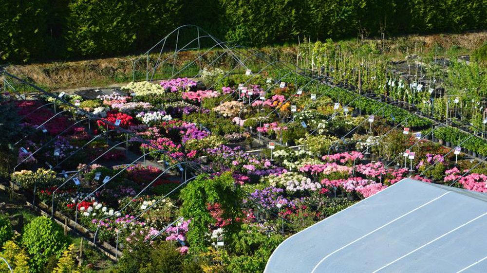 Pflanzen Oase Jansen – Karlsbad-Langensteinbach 13 Baumschule und Rhododendronpark
