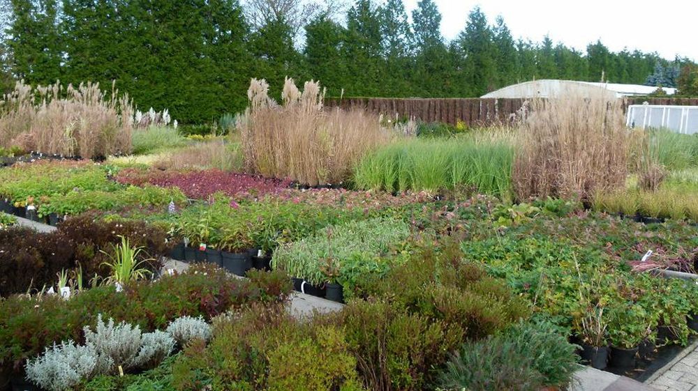 Pflanzen Oase Jansen – Karlsbad-Langensteinbach 9 Baumschule und Rhododendronpark