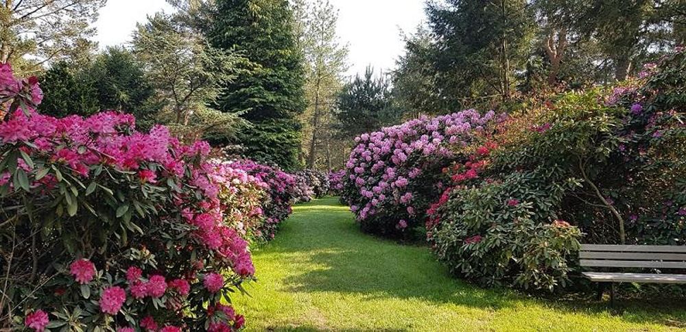 Baumschule und Rhododendronpark