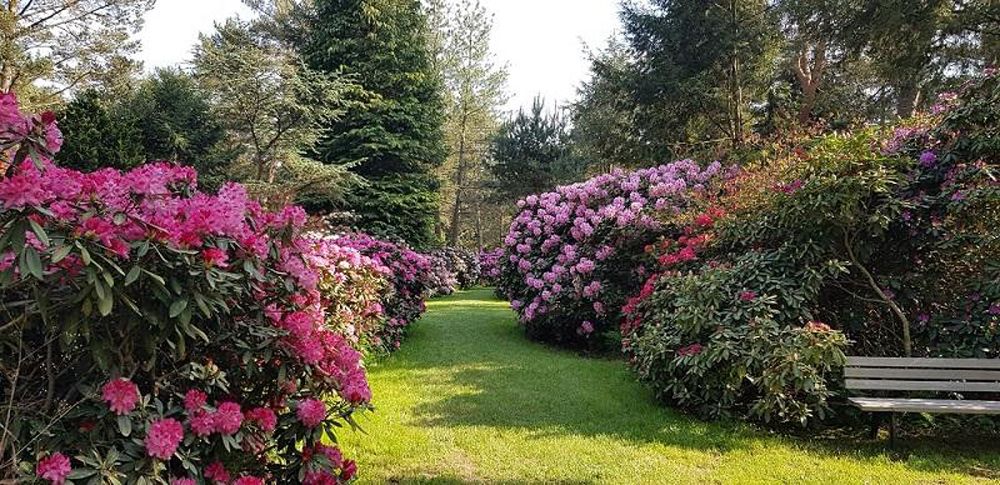 Pflanzen Oase Jansen – Karlsbad-Langensteinbach 11 Baumschule und Rhododendronpark