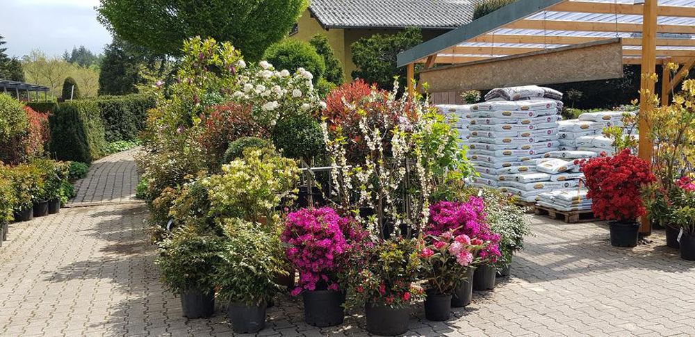 Pflanzen Oase Jansen – Karlsbad-Langensteinbach 8 Baumschule und Rhododendronpark