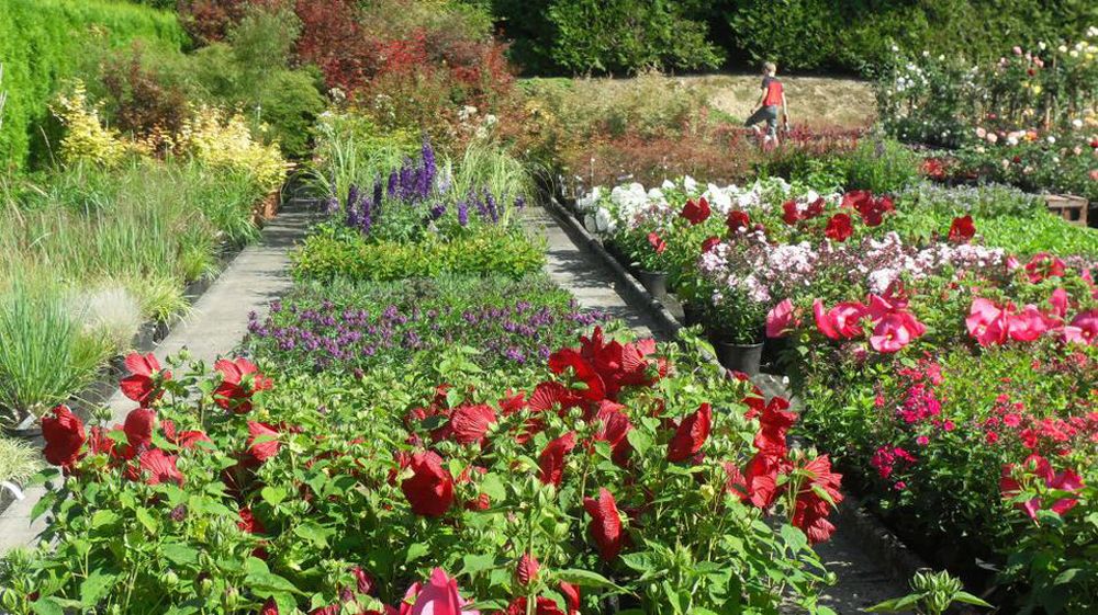 Pflanzen Oase Jansen – Karlsbad-Langensteinbach 10 Baumschule und Rhododendronpark