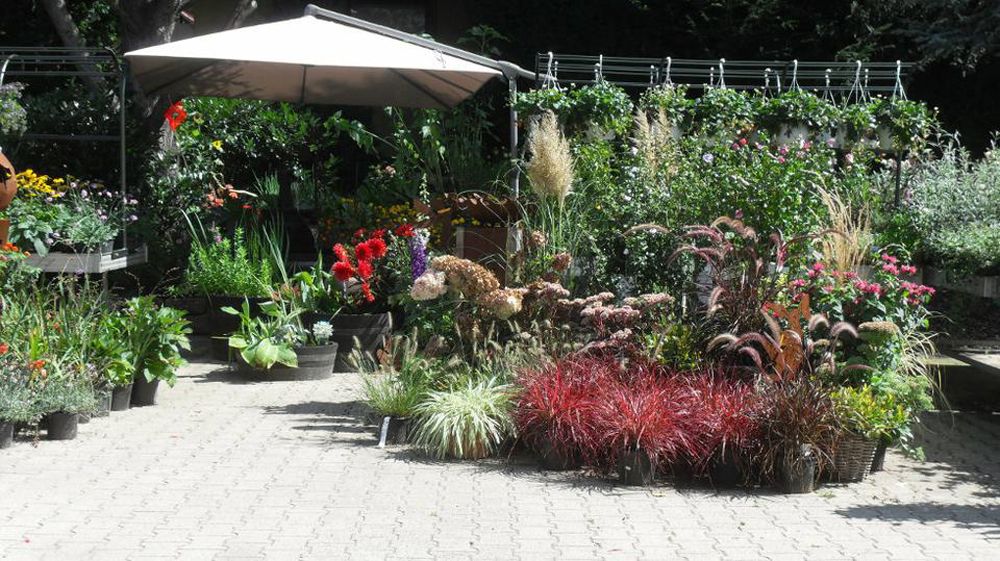 Pflanzen Oase Jansen – Karlsbad-Langensteinbach 6 Baumschule und Rhododendronpark