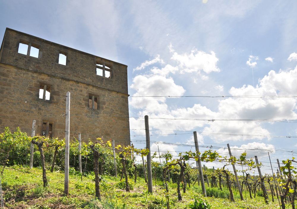 Remstalkellerei – Weinstadt Spitzenweine aus dem Remstal
