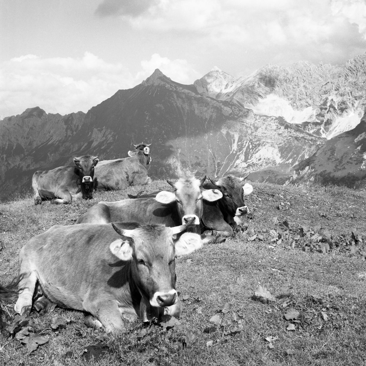 Tourismusverband Allgäu – Kempten 6 Tourismusverband Allgäu – Kempten Das kulinarische Erbe der Alpen