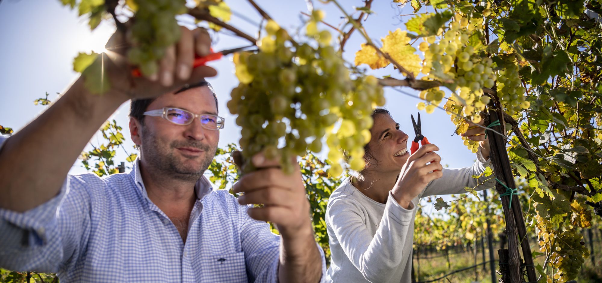 Weingut Walter Wien – Wien