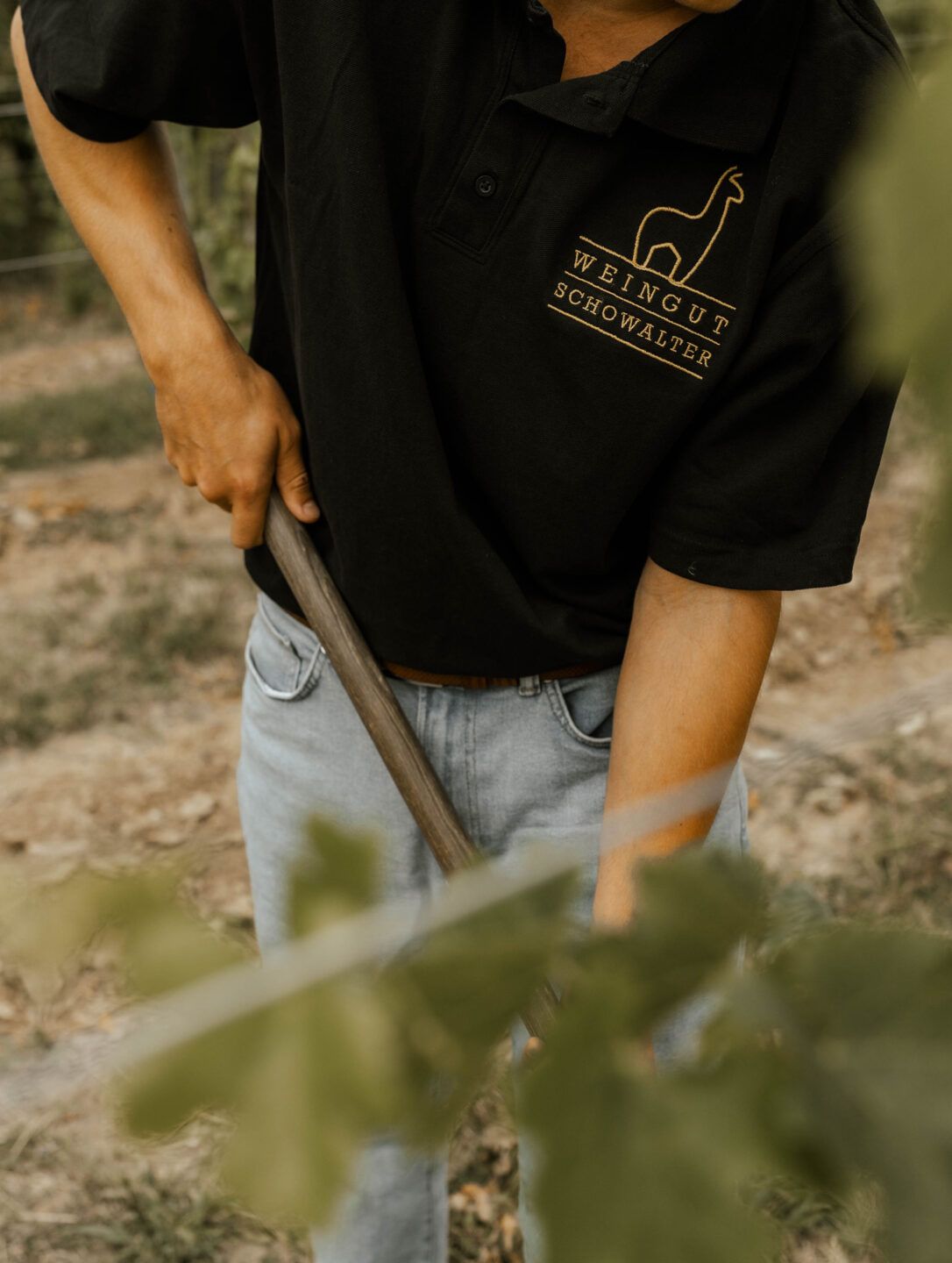 Weingut Schowalter – Weine vom Alpakahof Rosengarten