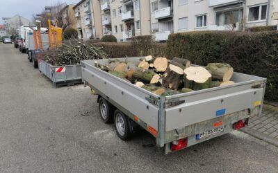 Gartenpflege. Baumpflege. Baumfällung. Sebastian Becht, Birkenfeld