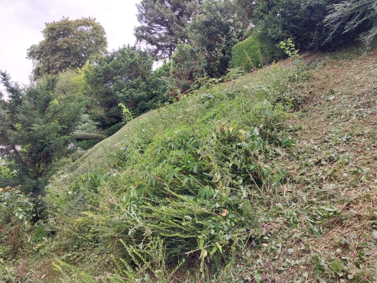 Gartenpflege. Baumpflege. Baumfällung. Sebastian Becht, Birkenfeld