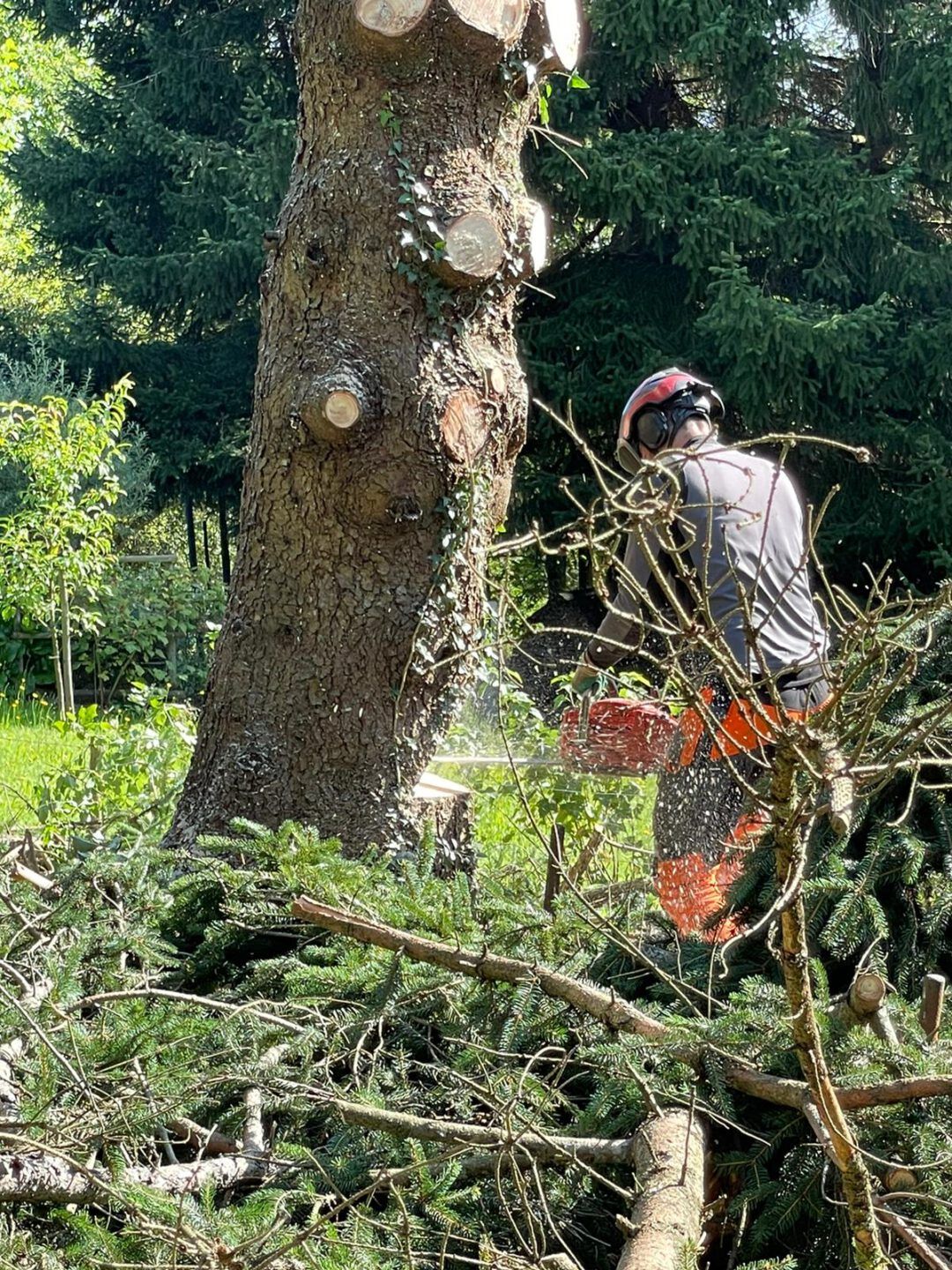 Gartenpflege. Baumpflege. Baumfällung. Sebastian Becht, Birkenfeld