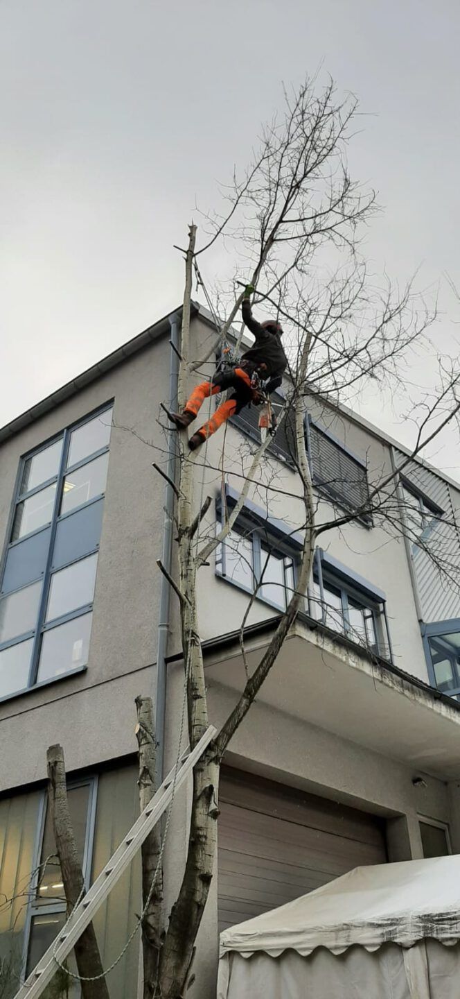 Gartenpflege. Baumpflege. Baumfällung. Sebastian Becht, Birkenfeld