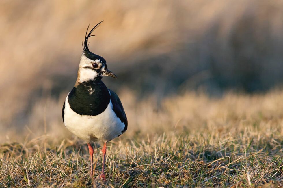 Landesbundes für Vogel- und Naturschutz – LBV Kreisgruppe Starnberg