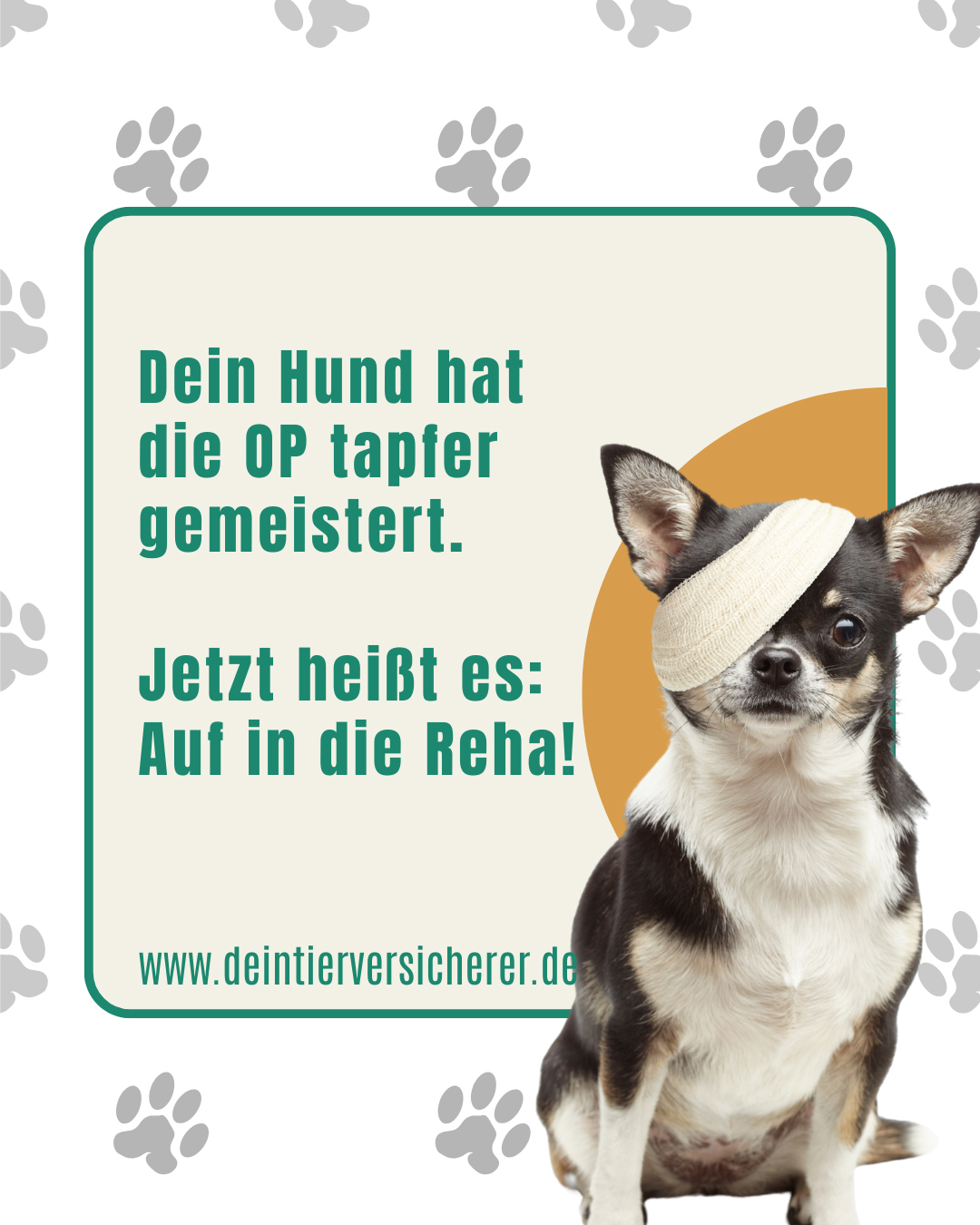 Gökhan Güner – Der Spezialist für Tierversicherung & Hundekrankenversicherung 5 Gökhan Güner – Der Spezialist für Tierversicherung & Hundekrankenversicherung