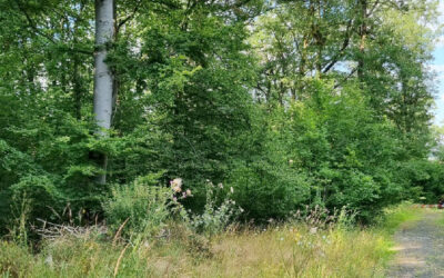 zukunftswald Heute gestalten, was morgen sein soll!