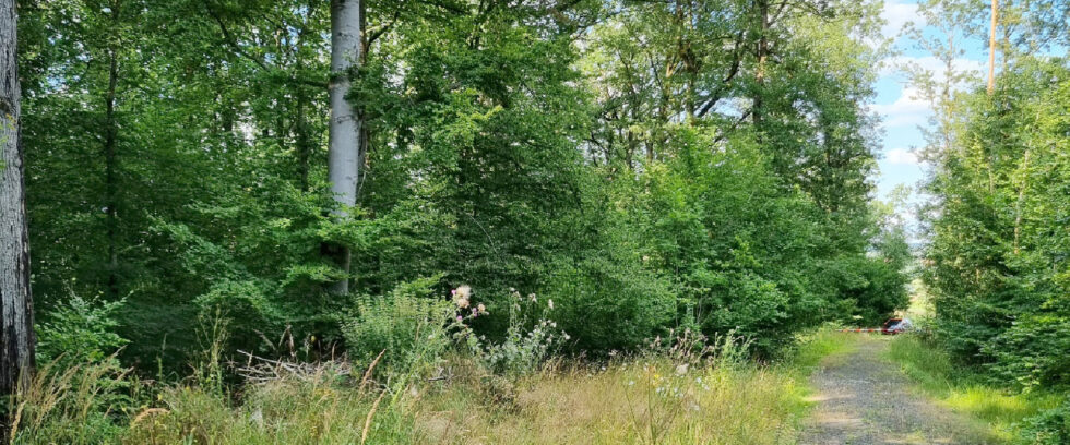 zukunftswald Heute gestalten, was morgen sein soll!
