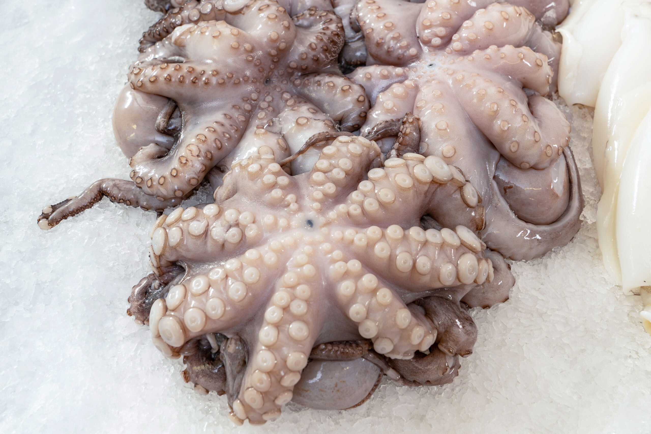 Südfisch Handels GmbH, Fisch und Feinkost, Muggensturm 5 Oktopus in der Südfisch-Auslage.