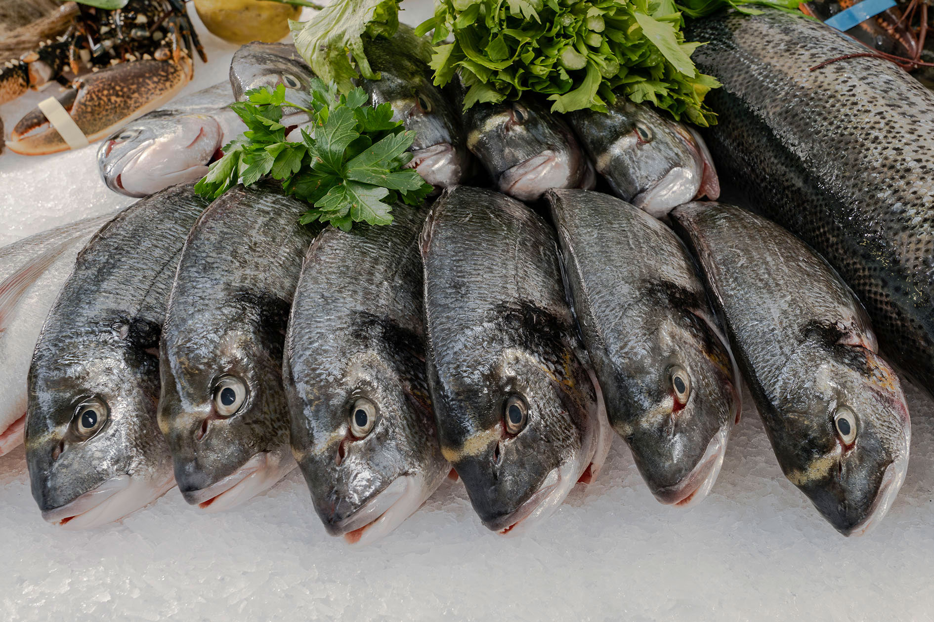 Südfisch Handels GmbH, Fisch und Feinkost, Muggensturm 1 Frische Fische auf Eis in der Südfisch-Auslage.