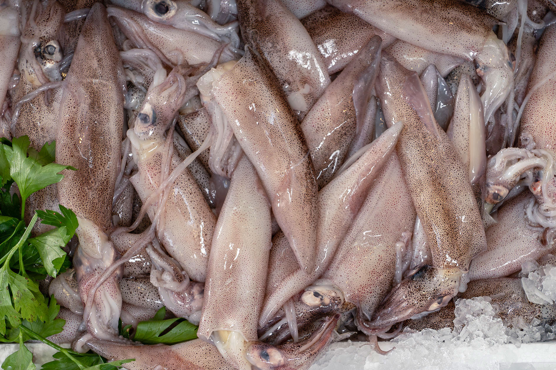 Südfisch Handels GmbH, Fisch und Feinkost, Muggensturm 6 Tintenfische auf Eis in der Südfisch-Auslage.