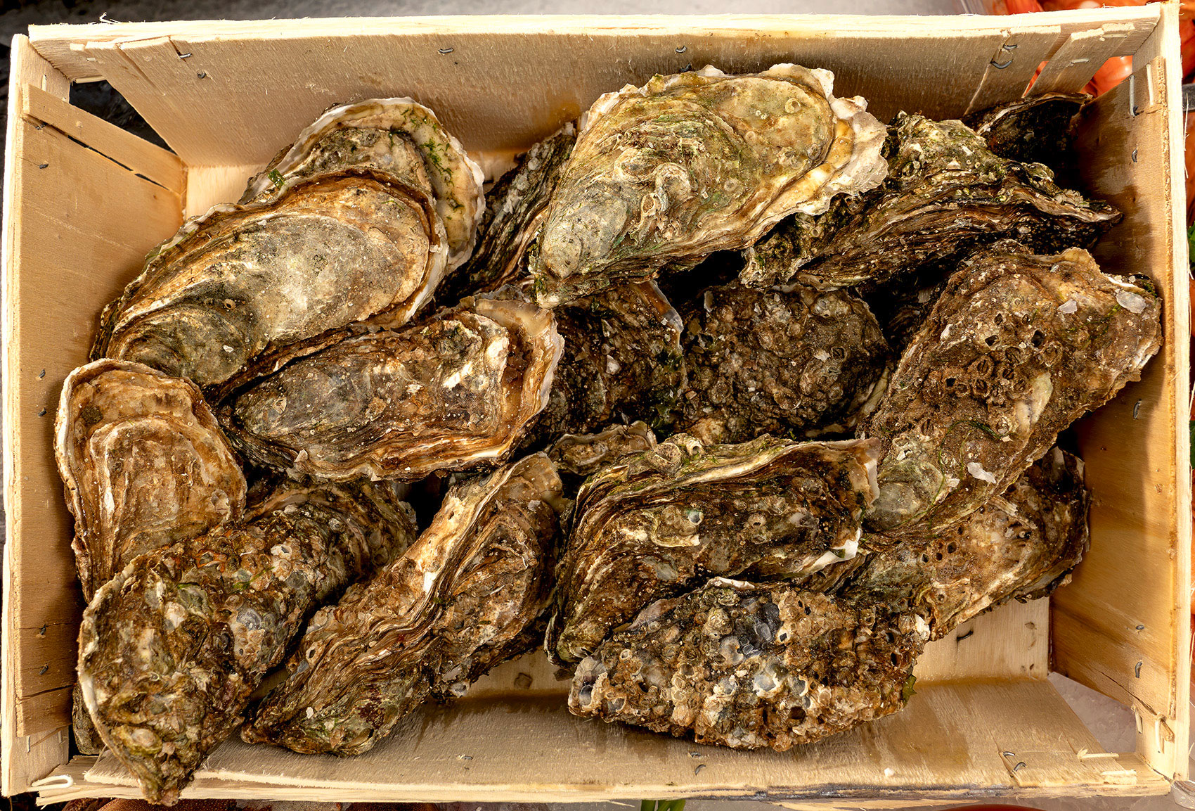 Südfisch Handels GmbH, Fisch und Feinkost, Muggensturm 4 Frische Austern aus dem Südfisch-Sortiment.